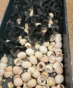 Ayam Cemani Chicken Hatching Eggs