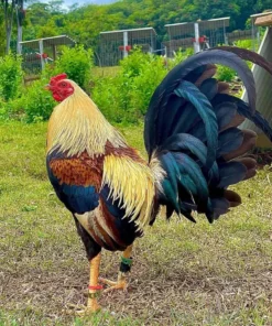 GAME FOWLS FOR SALE