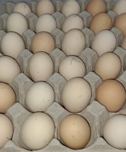 Buy Ayam Cemani Chicken Hatching Eggs