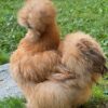 Buff Silkie Chicken Bantam