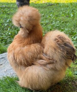 Buff Silkie Chicken Bantam
