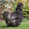 Black Silkie Chicken For Sale