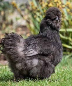 Black Silkie Chicken For Sale
