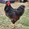 Blue Laced Red Wyandotte Chicken