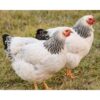 Columbian Wyandotte Chicken