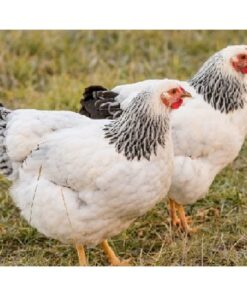 Columbian Wyandotte Chicken