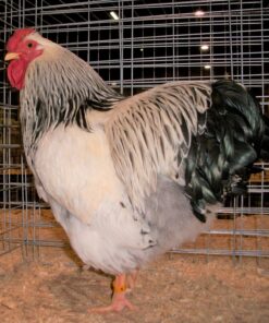 Columbian Wyandotte Chicken