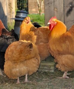 buff orpington rooster for sale​