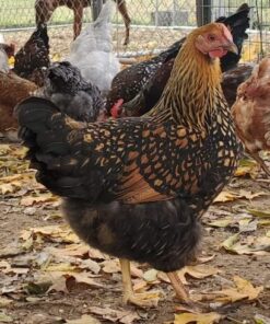 Golden Wyandotte Chicken
