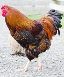 Golden Wyandotte Chicken