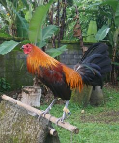 Peruvian Rooster