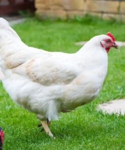 Buy Rhode Island White Chicken