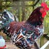 Speckled Sussex Chicken Male