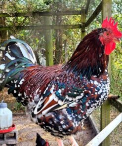 Speckled Sussex Chicken Male