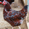 Speckled Sussex Hen