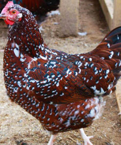 Speckled Sussex Hen