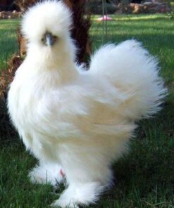 White Silkie Chicken