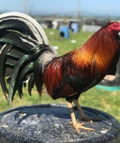 Yellow Leg Hatch Albany