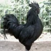 Ayam Cemani Rooster