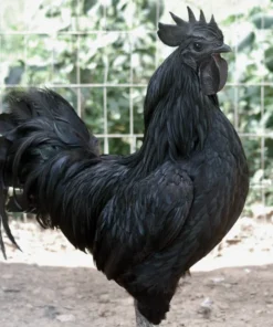 Ayam Cemani Rooster