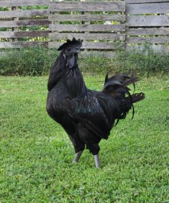 Ayam Cemani Rooster for Sale