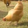 Buff Orpington (Female)