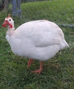 White African Guinea