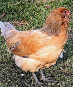 Easter Egger Chickens for Sale