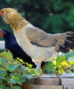 Buy Easter Egger Pullets