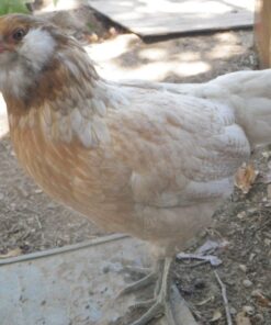 Order Easter Egger Pullets