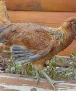 Order Easter Egger Pullets