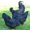 Ayam Cemani Hen