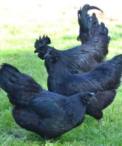 Ayam Cemani Hen