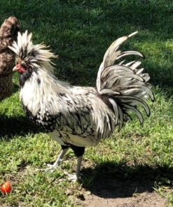 Silver Laced Polish Chicken
