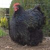 Order Black Cochin chickens online