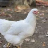 Buy Rhode Island White Chicken