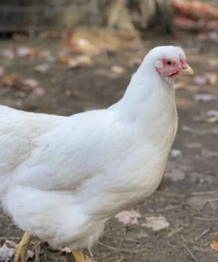 Buy Rhode Island White Chicken