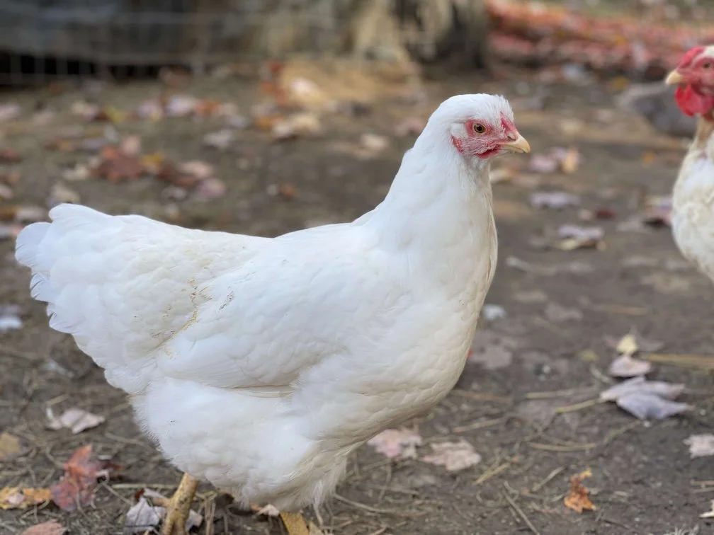 Buy Rhode Island White Chicken