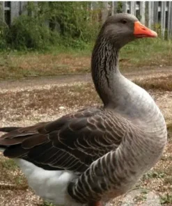 Toulouse Geese