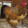 Order Buff Brahma Bantam Online