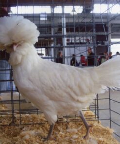 White Polish Chicken