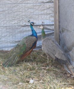 India Blue Peafowl Pair