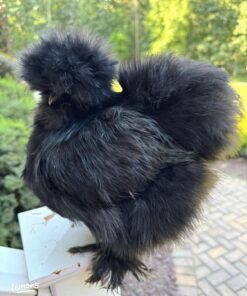 Black Silkie Chicken For Sale