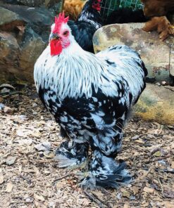 SILVER PENCILED COCHIN BANTAM