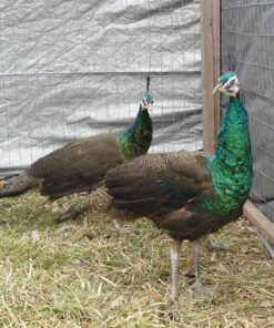 Spalding Peafowl Pair