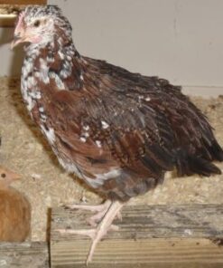 Speckled Sussex Pullets