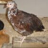 Buy Speckled Sussex Pullets Online