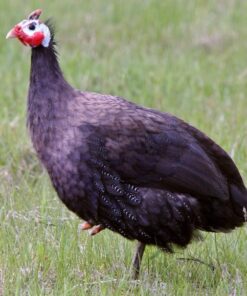 Royal Purple Guinea