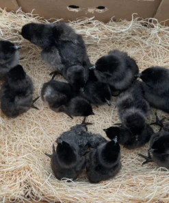 Buy Ayam Cemani Chicks
