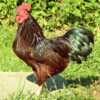 Rhode Island Red Bantam